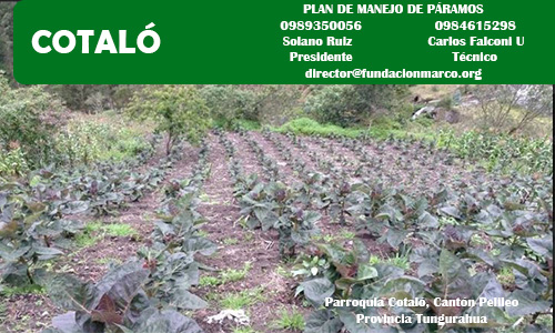 PMP Cotaló