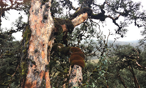 Bosque de Polylepis