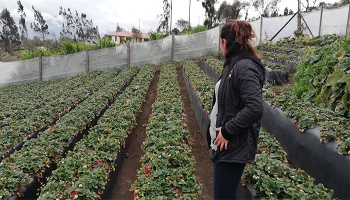 Cultivo de Fresas