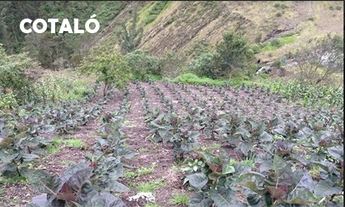 Proyecto Producción y conservación en los páramos mediante alternativas agro productivas en la zona Unión de Organizaciones Campesinas de Norte de Tungurahua "UNOCANT" (Convenio Gobierno Provincial de Tungurahua, GIZ – Fundación MARCO). Desde Julio 2010 y en ejecución.